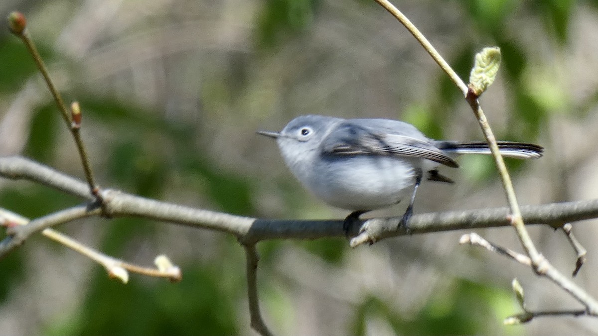 Blue-gray Gnatcatcher - Andy Brown