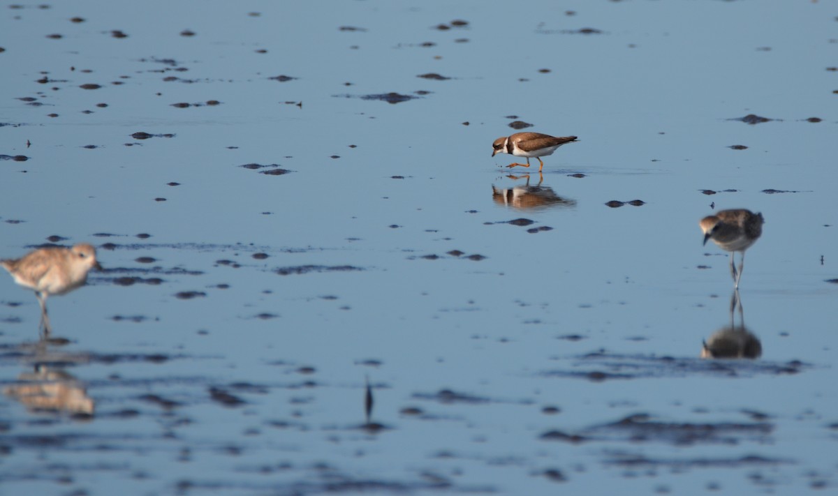 Semipalmated Plover - ML33365351