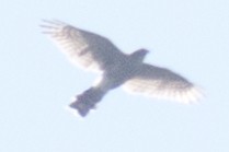 tanımsız Accipiter sp. - ML33365371