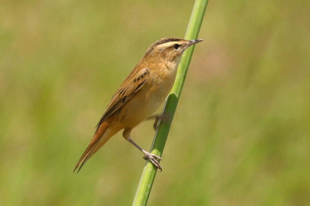 Sedge Warbler - ML333654121