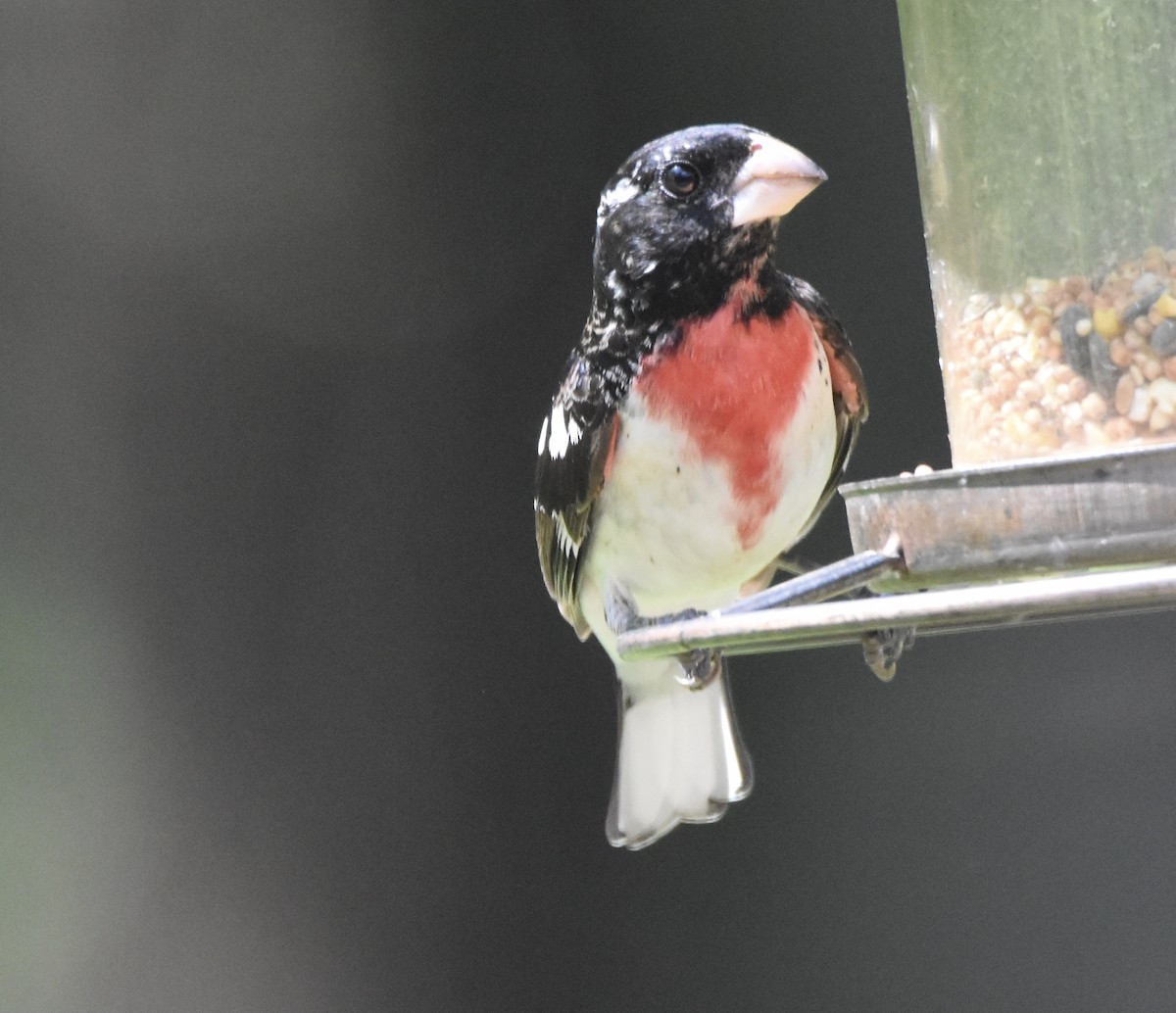 Rose-breasted Grosbeak - ML333654501