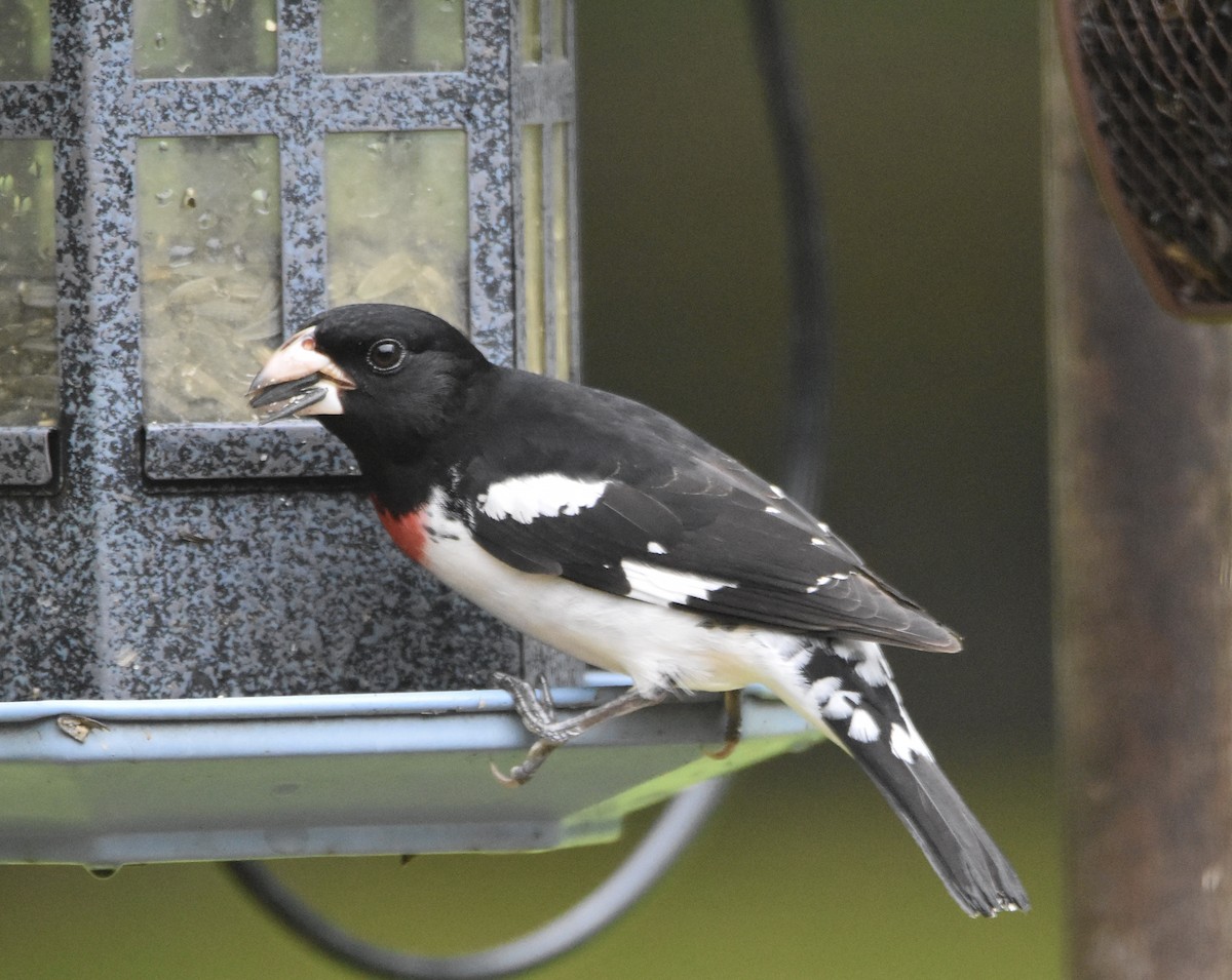 Rose-breasted Grosbeak - ML333654631