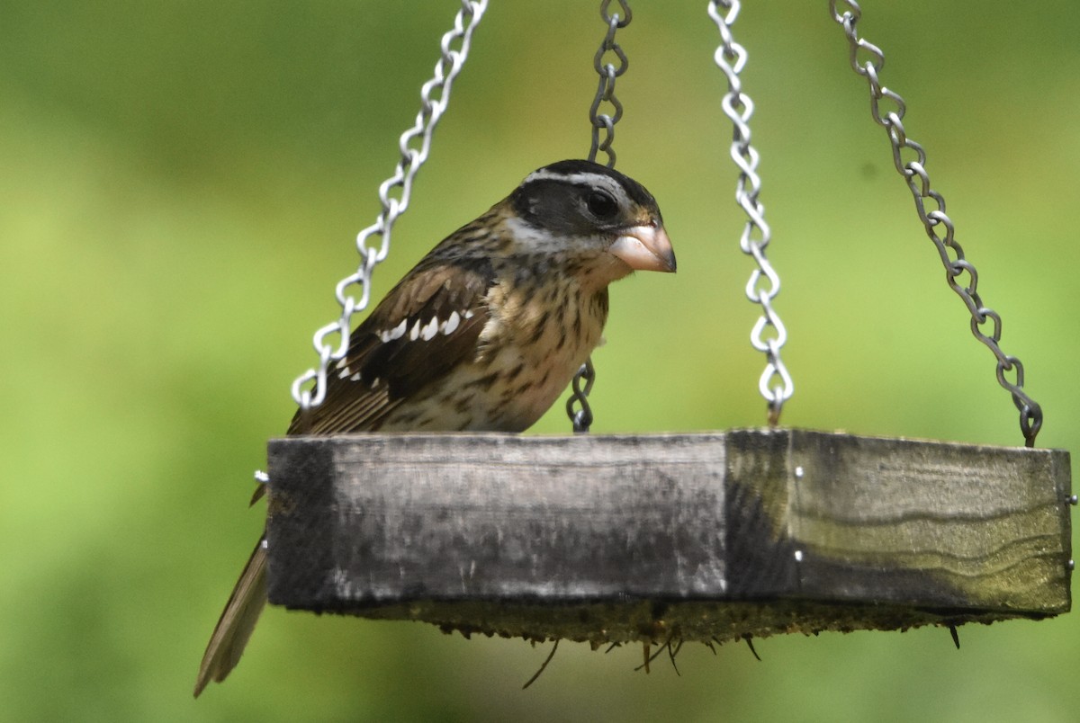Rose-breasted Grosbeak - ML333654641