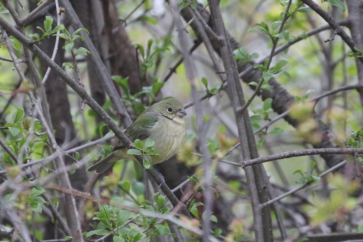 Painted Bunting - T. Erickson