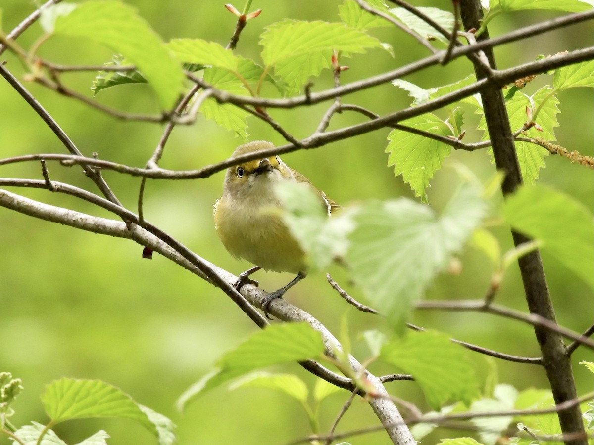 White-eyed Vireo - ML333655271