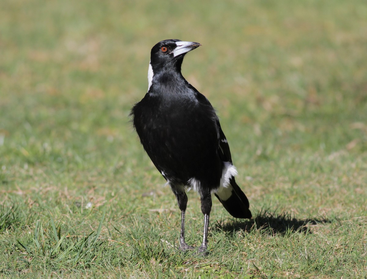 Australian Magpie - Odile Maurelli