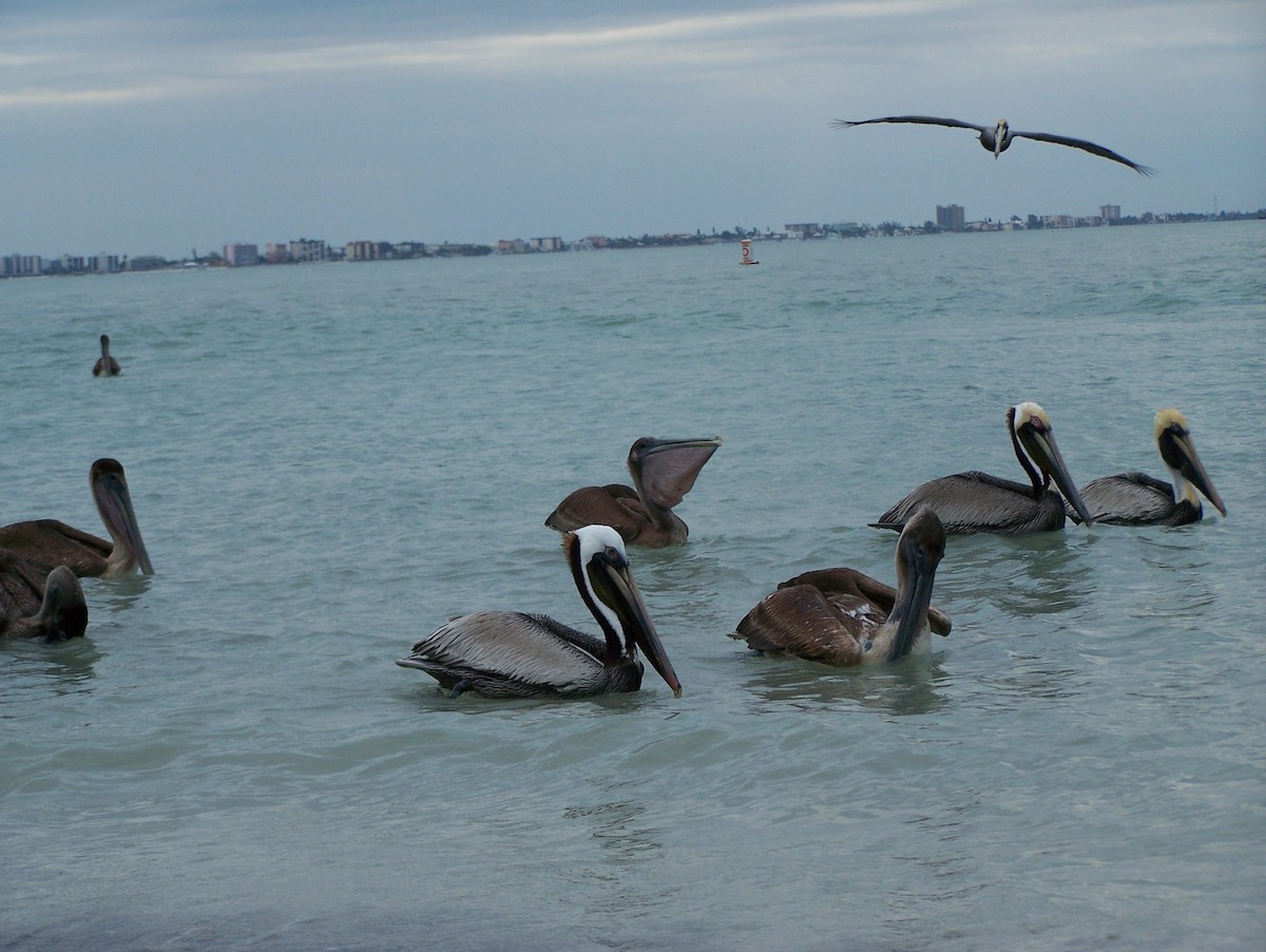 Brown Pelican - William Pixler