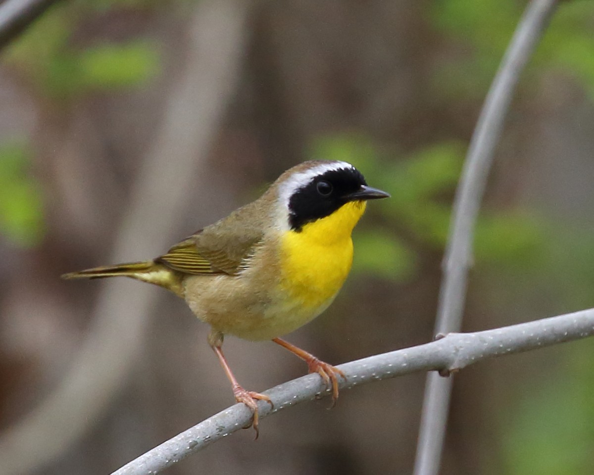 Common Yellowthroat - ML333658901