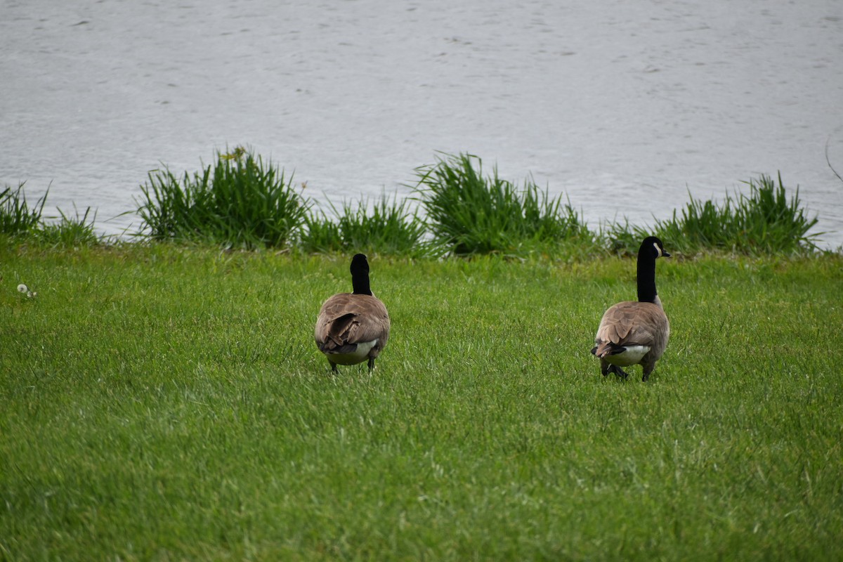 Canada Goose - ML333659551