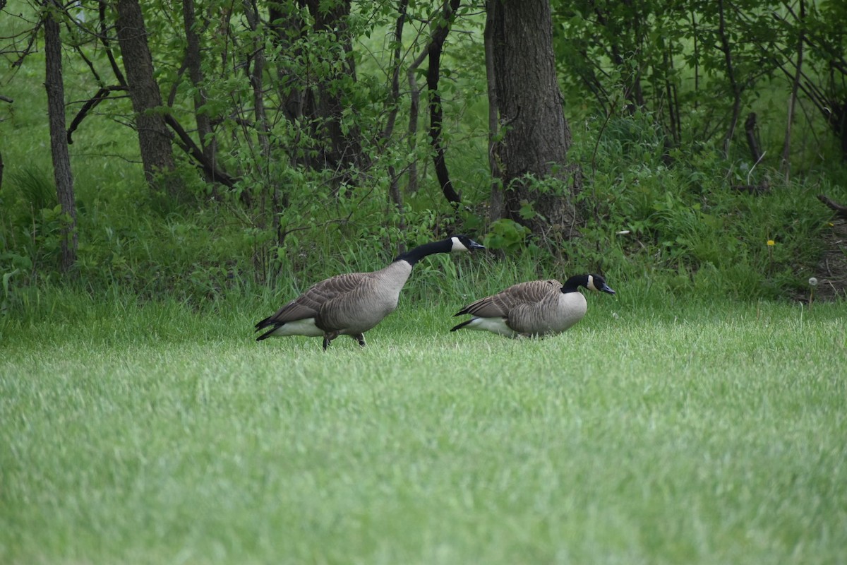 Canada Goose - ML333659581