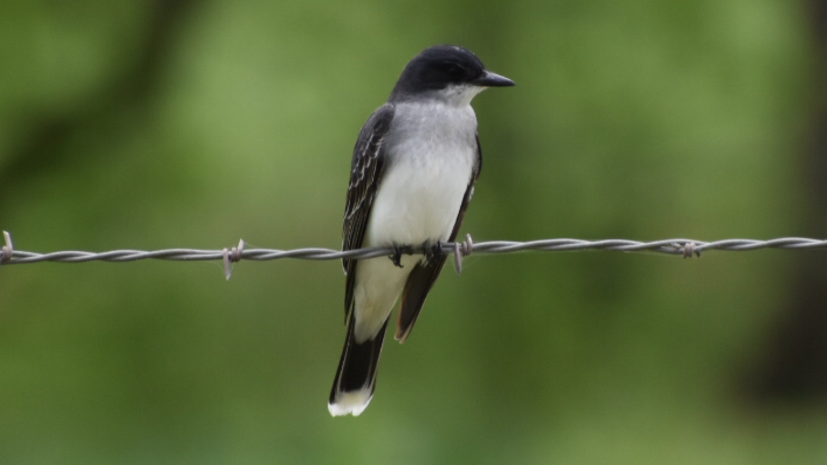 Eastern Kingbird - Dan Cowell