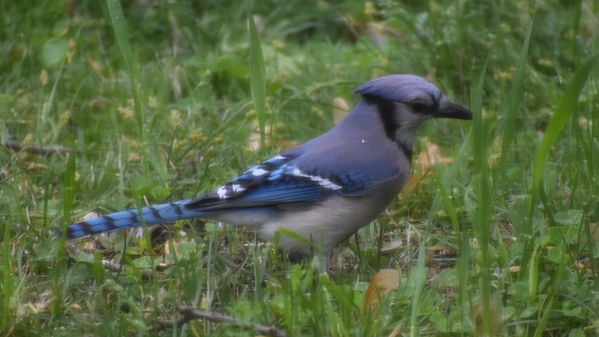 Blue Jay - ML333659991