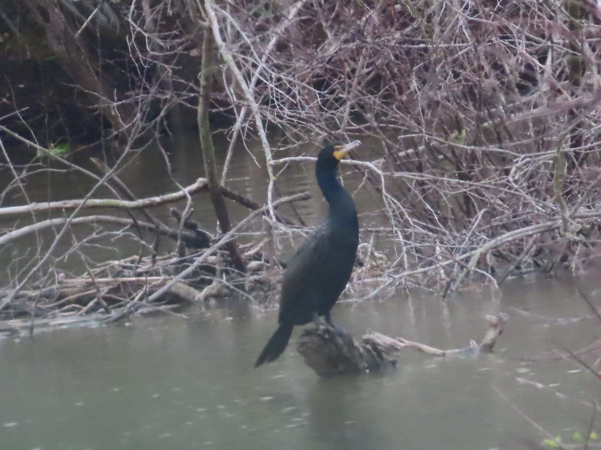 Double-crested Cormorant - ML333660321