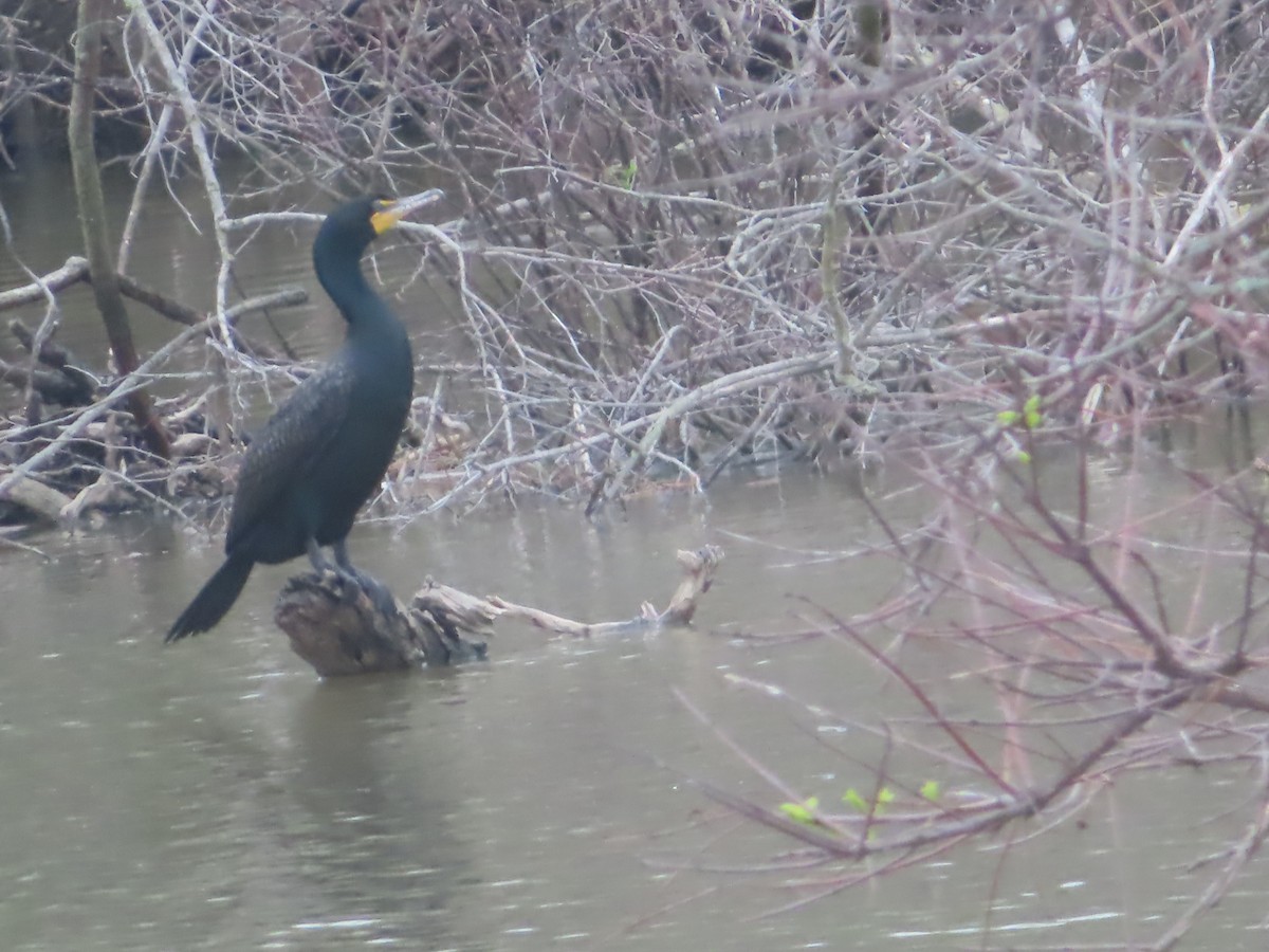 Double-crested Cormorant - ML333660351