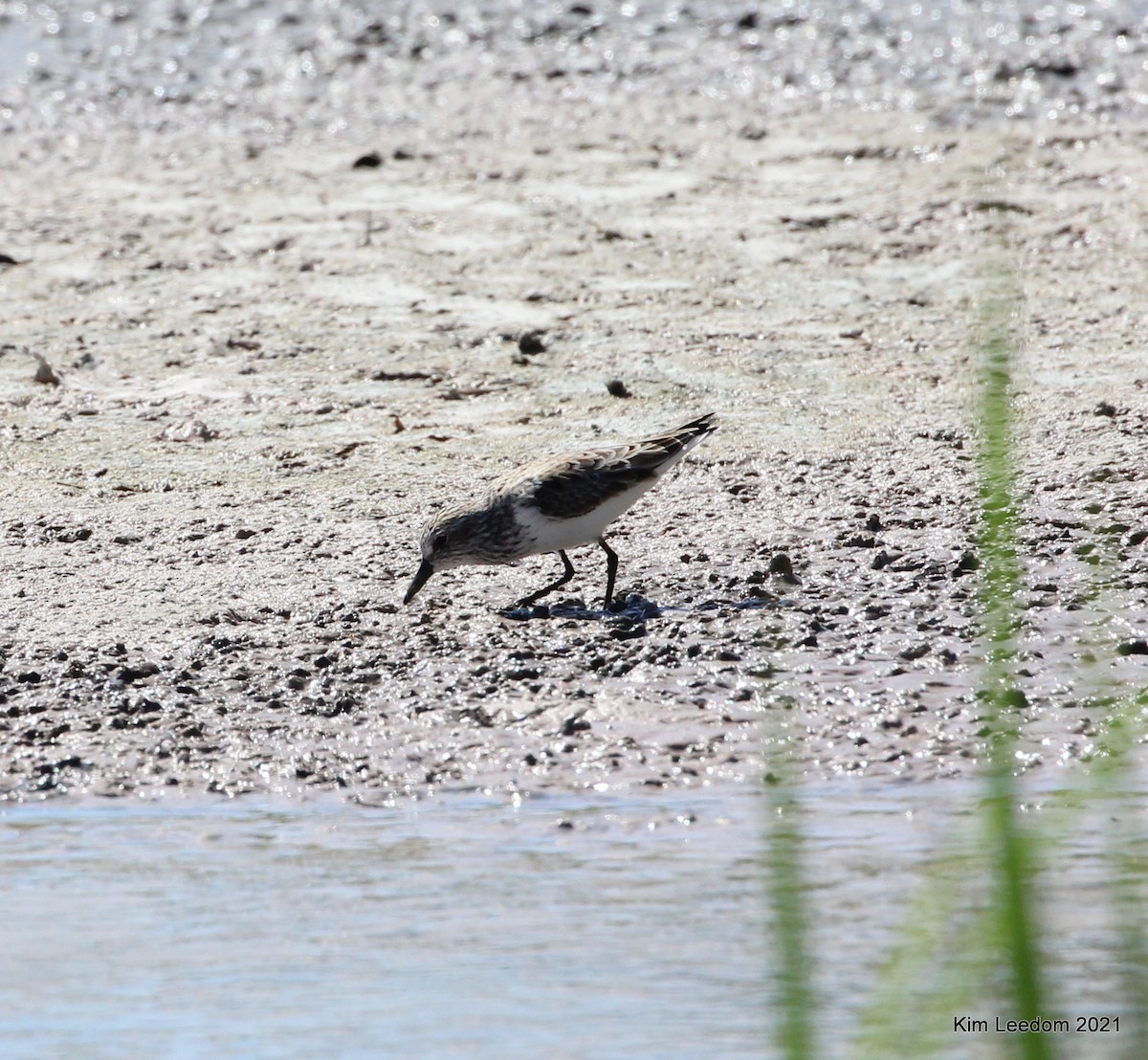 Western Sandpiper - ML333662731