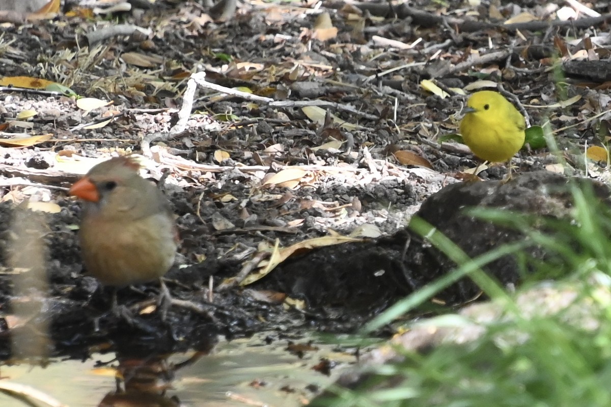 Northern Yellow Warbler - Rich Howard