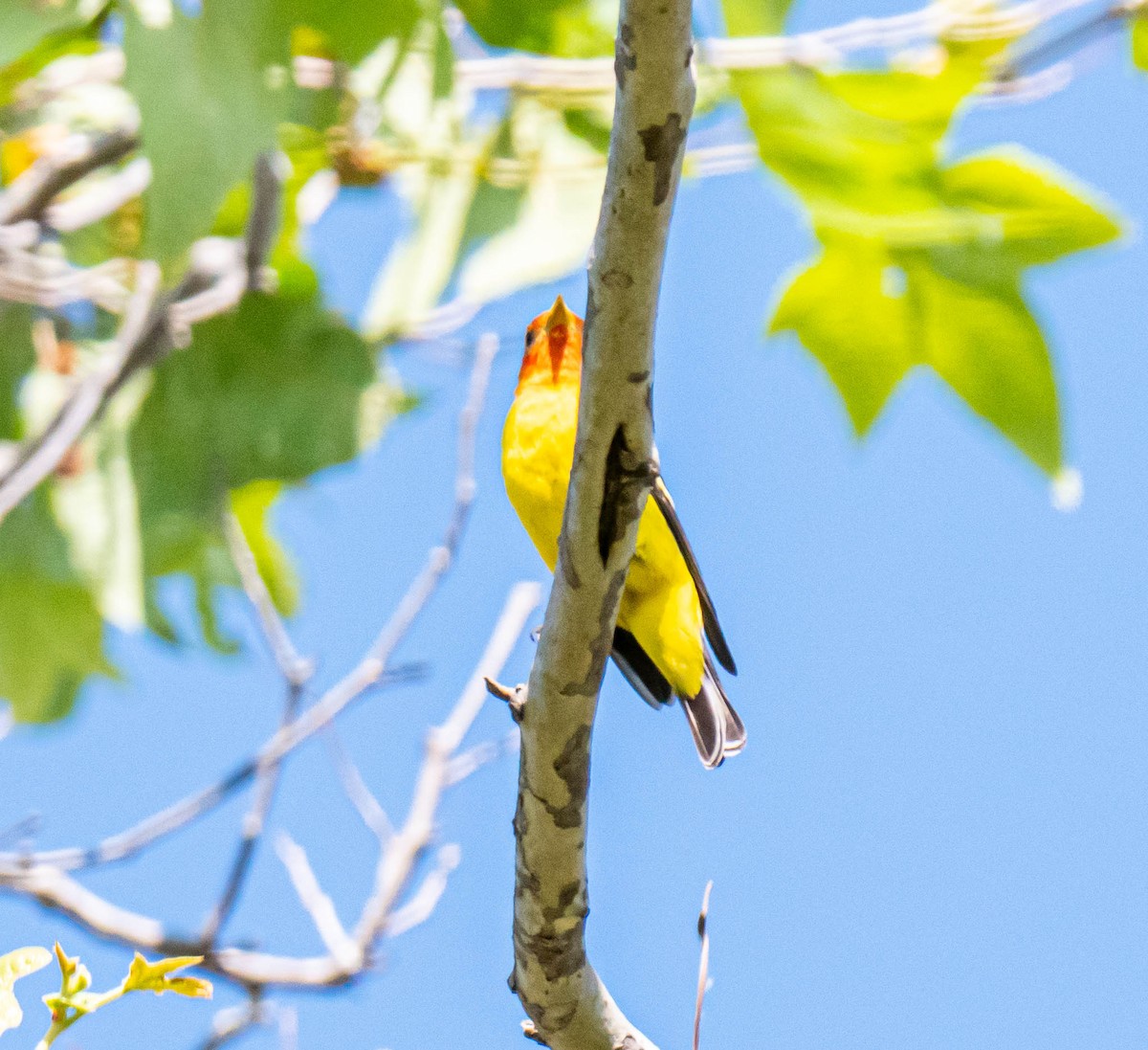 Western Tanager - ML333666281