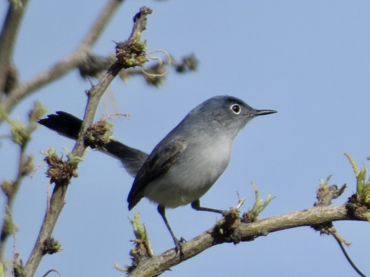 Blue-gray Gnatcatcher - ML333667581