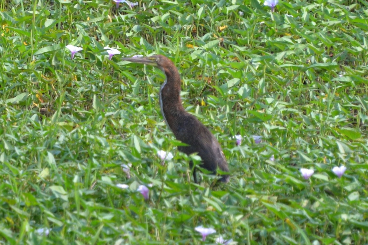 Rufescent Tiger-Heron - ML333668871