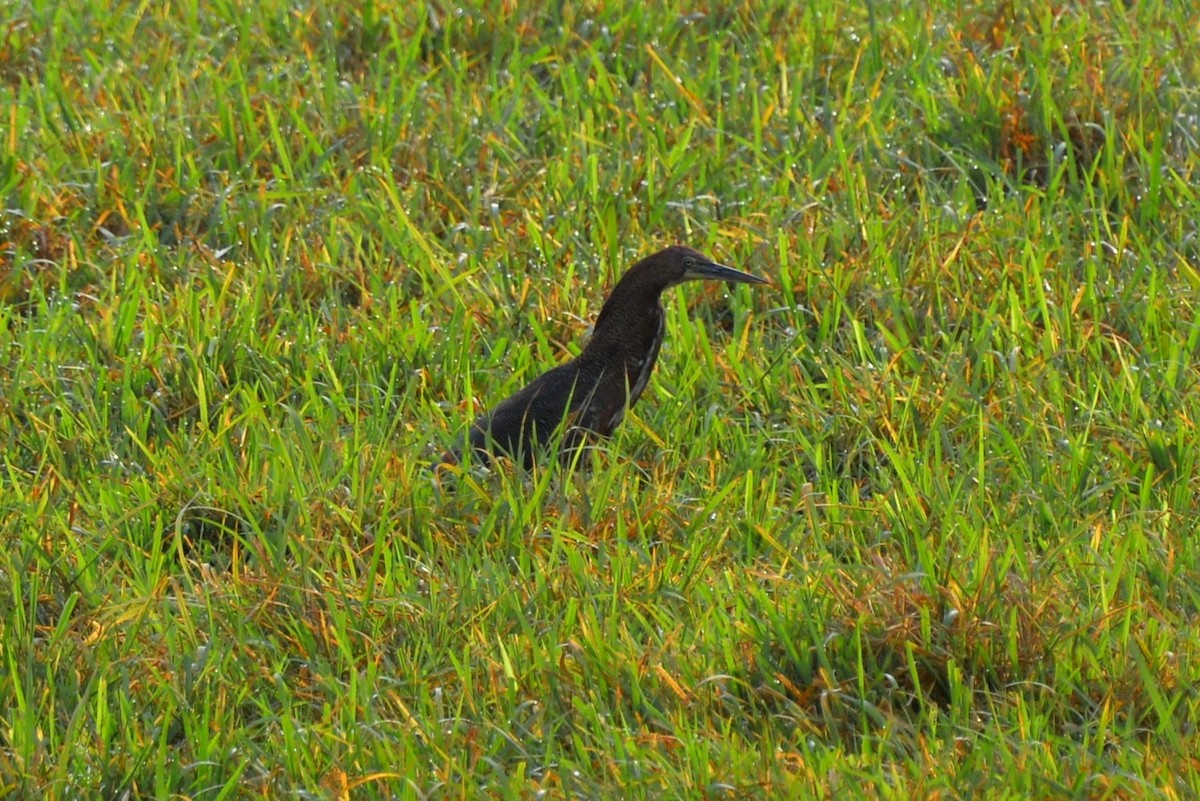 Rufescent Tiger-Heron - ML333668881