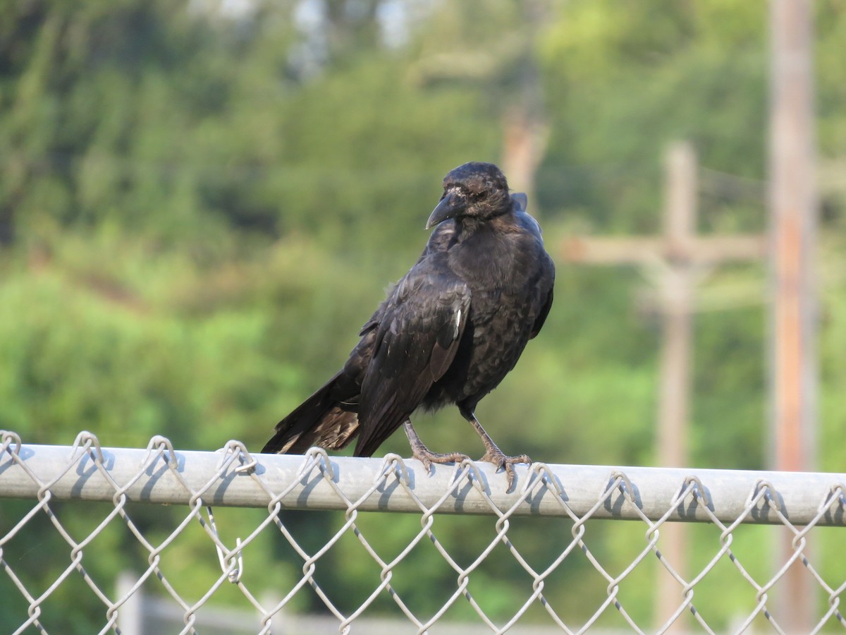 American Crow - ML33366921