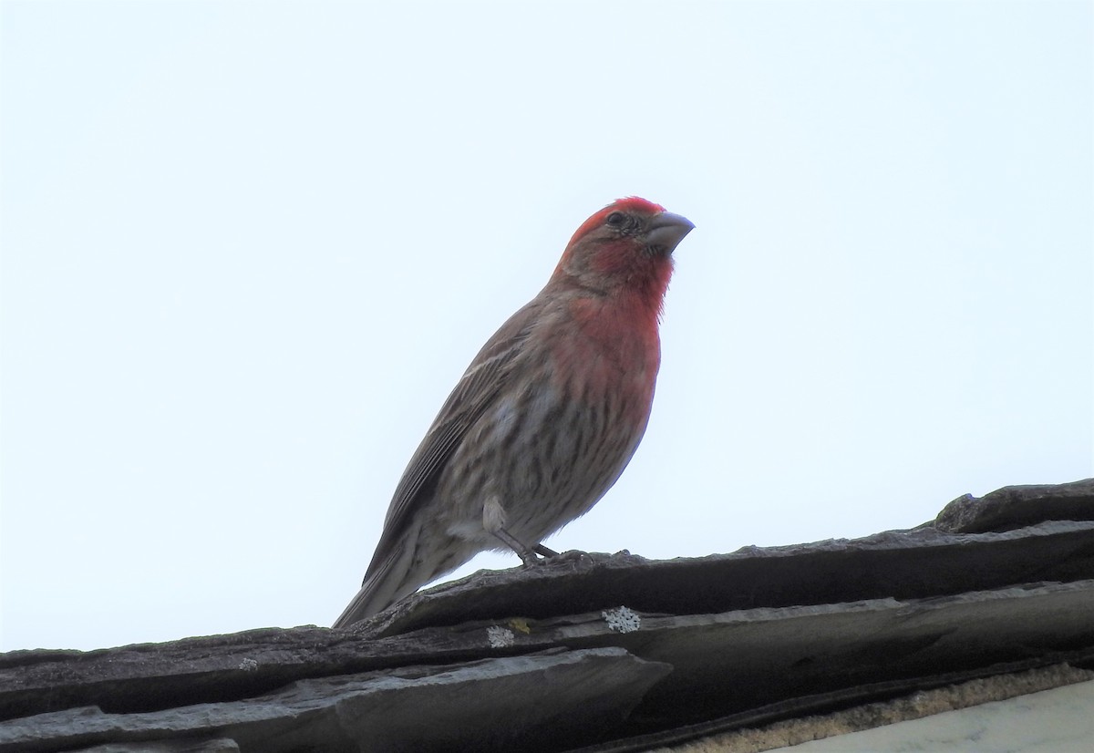 House Finch - John Landa