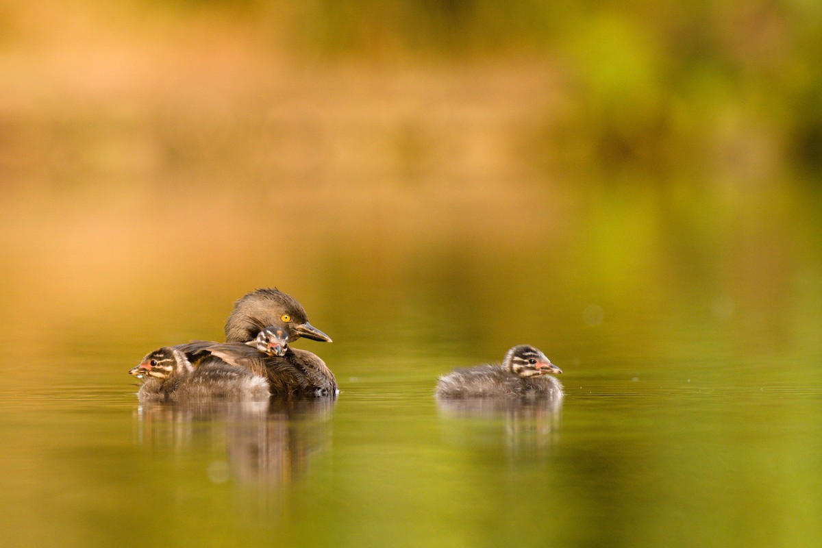 Least Grebe - ML333672681