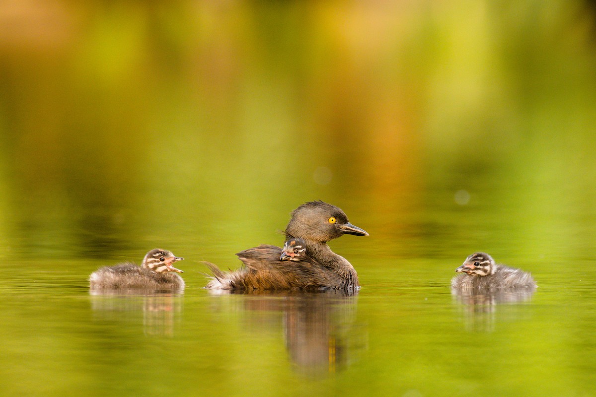 Least Grebe - ML333672721