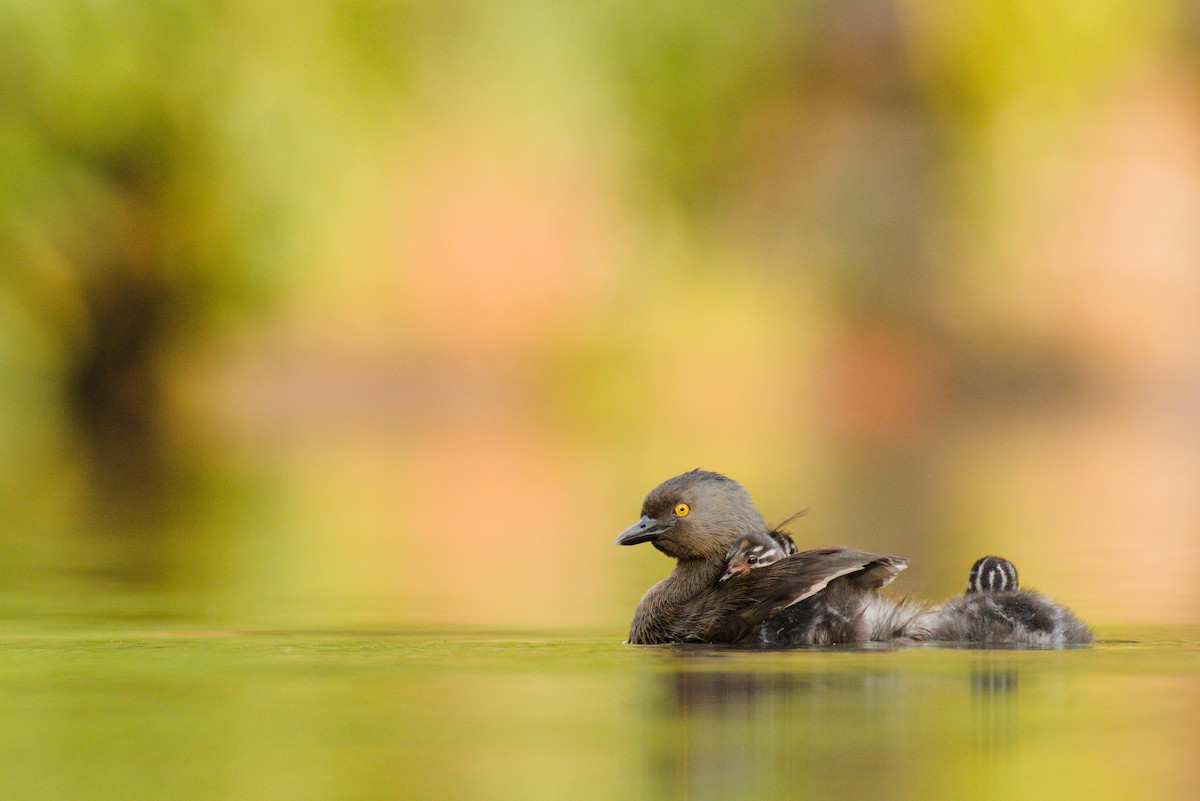 Least Grebe - ML333672791