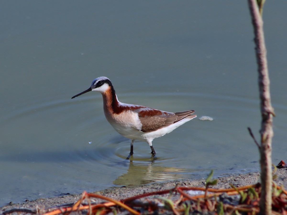 Phalarope de Wilson - ML333673491