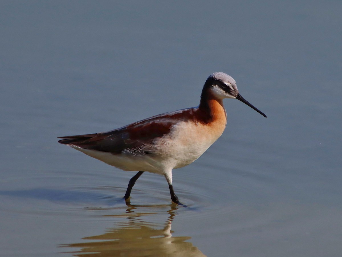 Phalarope de Wilson - ML333673511