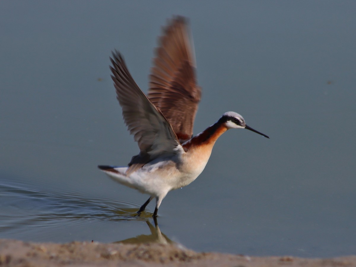 Phalarope de Wilson - ML333673531