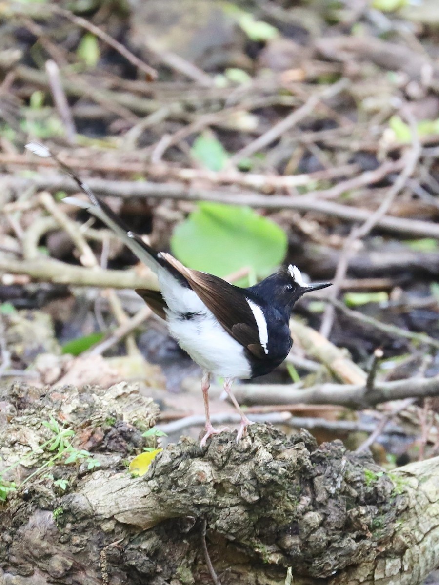 White-crowned Forktail - ML333673751