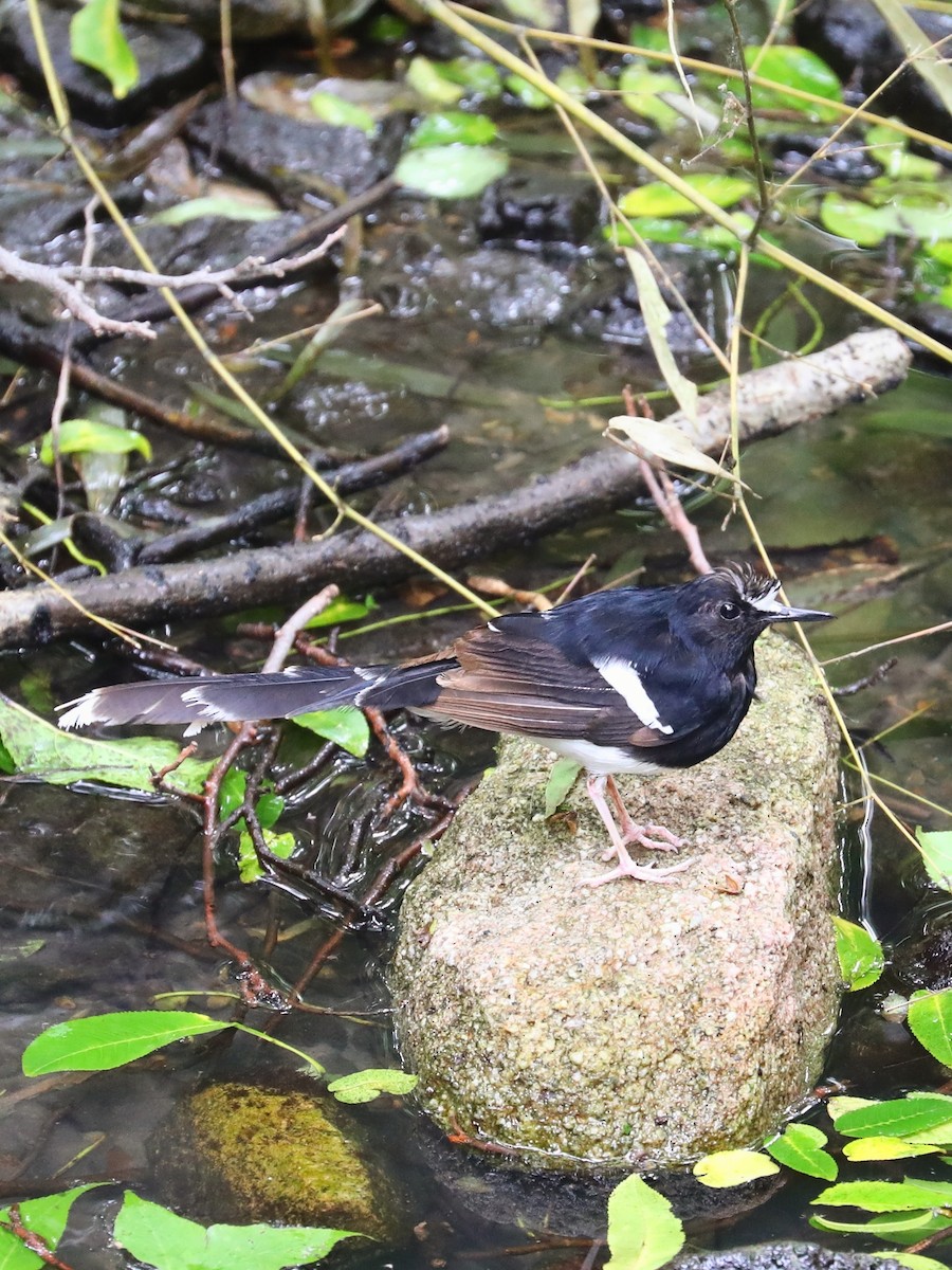 White-crowned Forktail - ML333673761