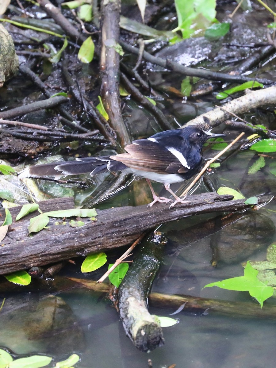 White-crowned Forktail - ML333673771