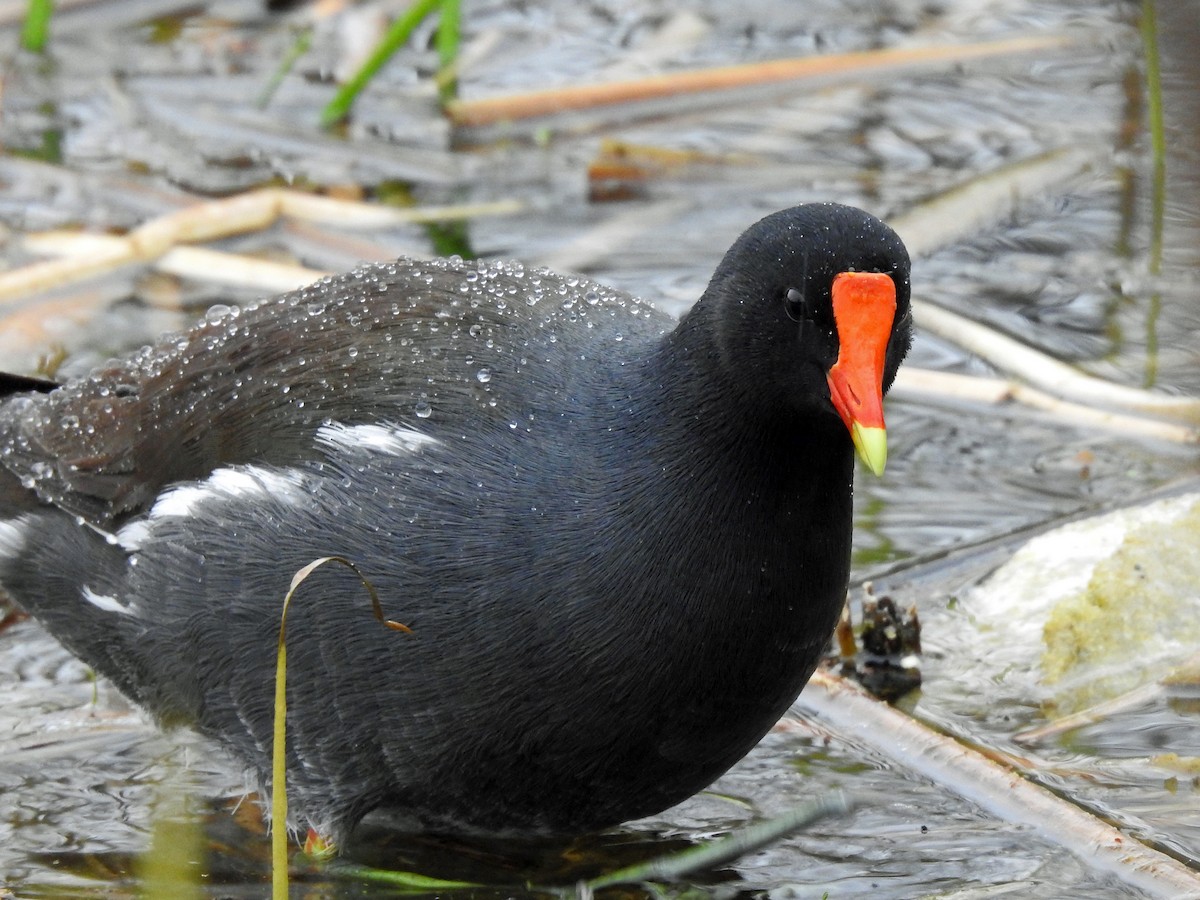 Common Gallinule - ML333674161