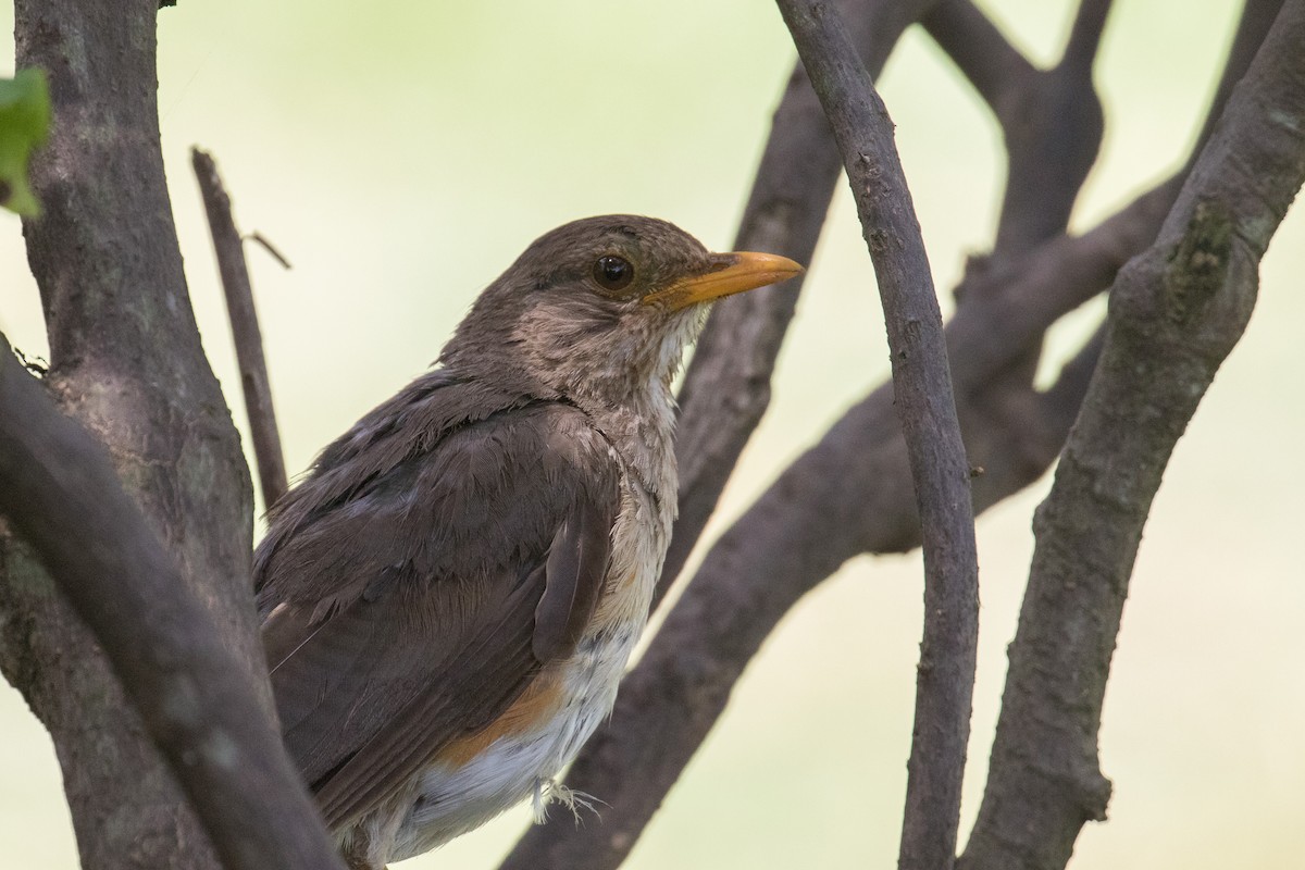 African Thrush - ML333674601