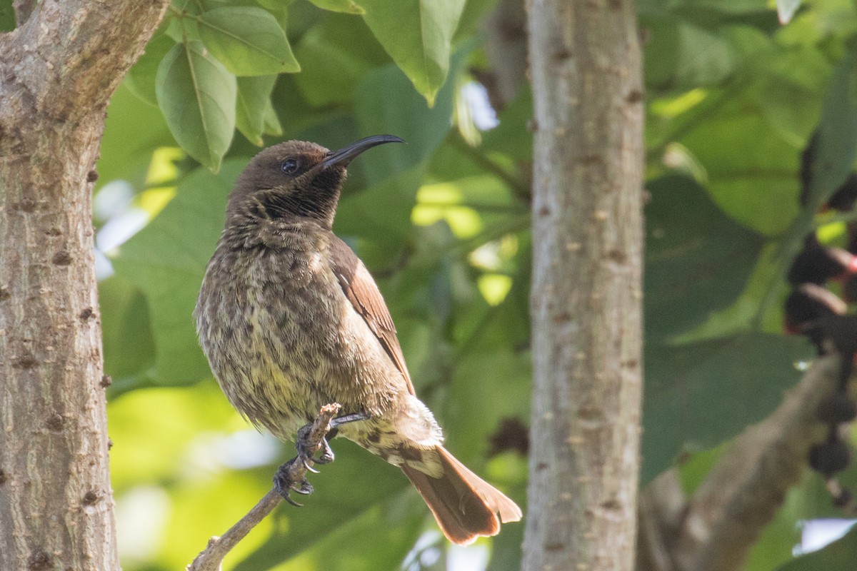 Amethyst Sunbird - ML333674841