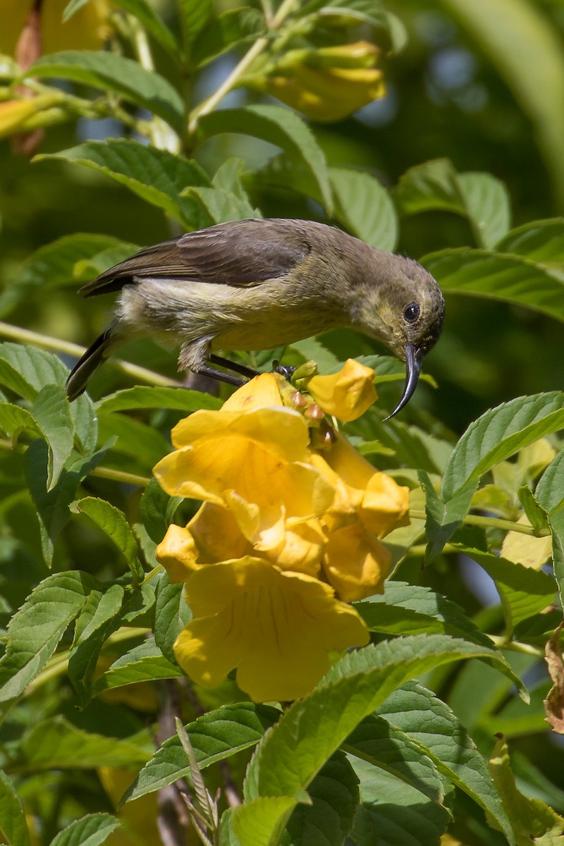 Malachite Sunbird - ML333675171