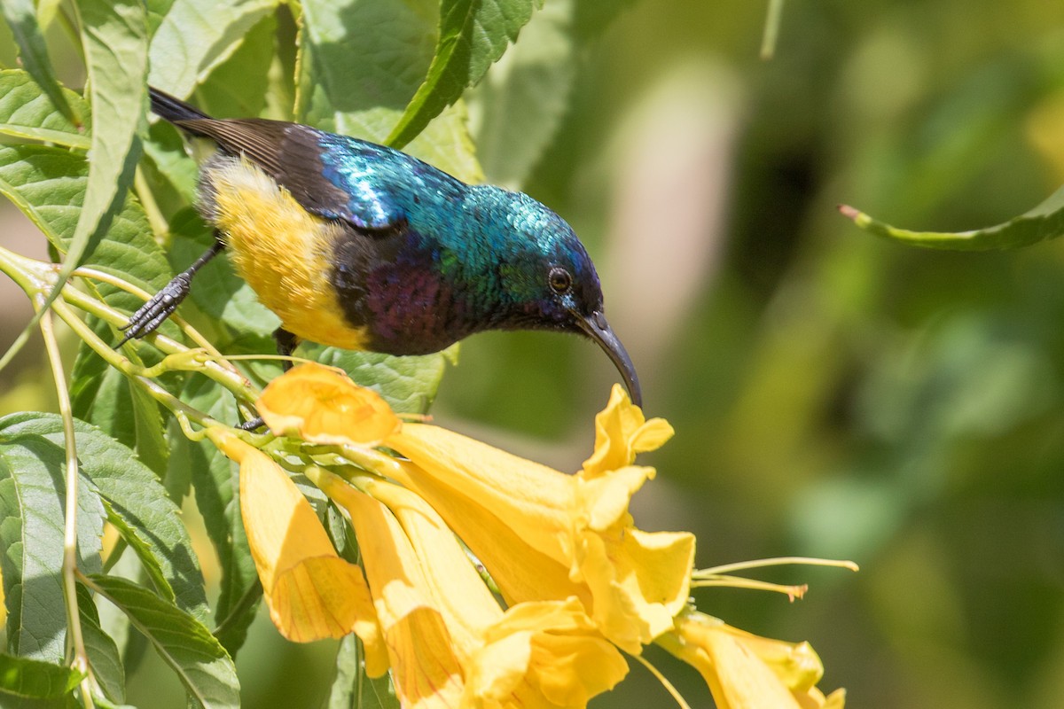 Variable Sunbird - ML333675231