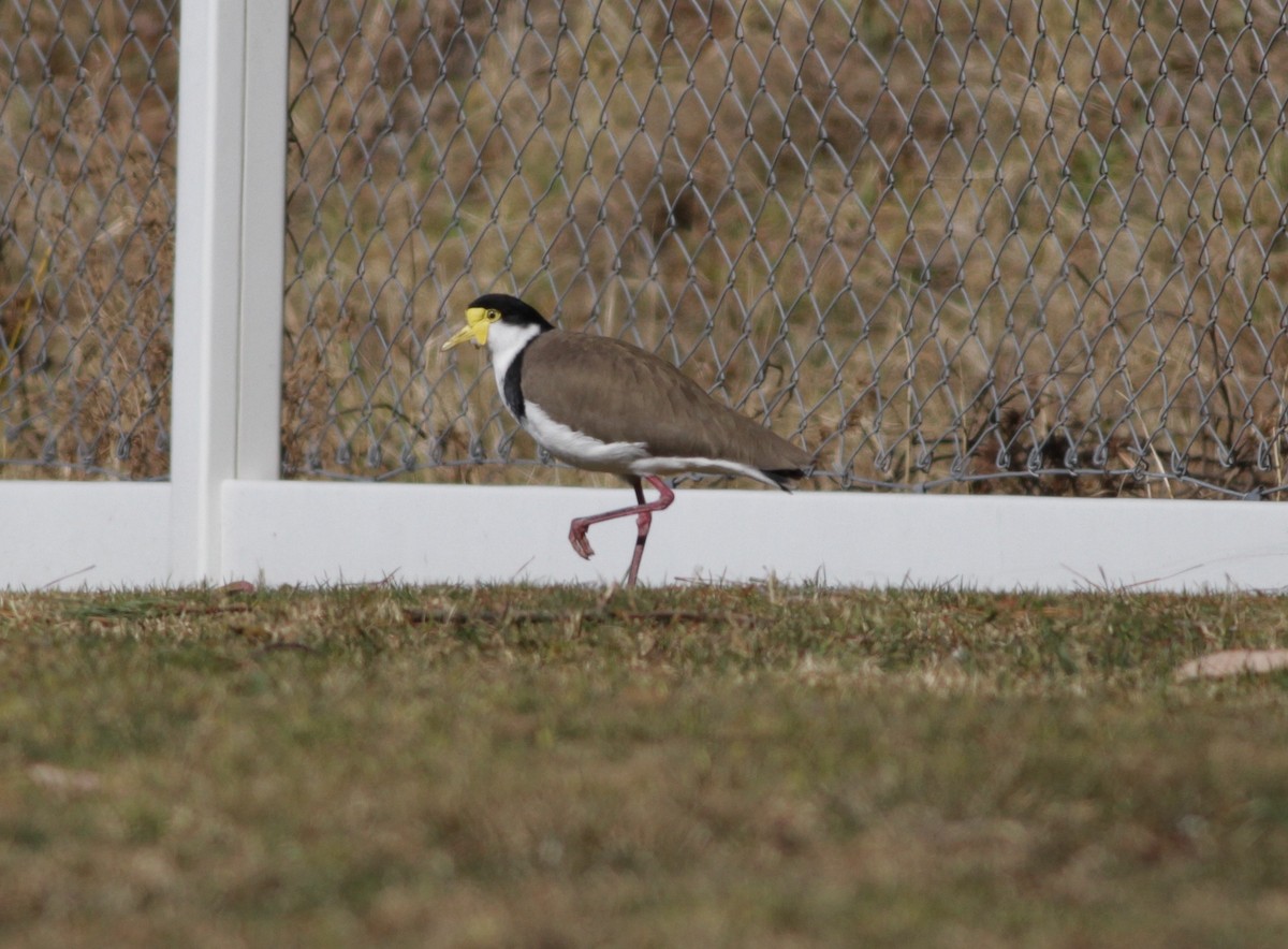 Masked Lapwing (Black-shouldered) - ML33367531