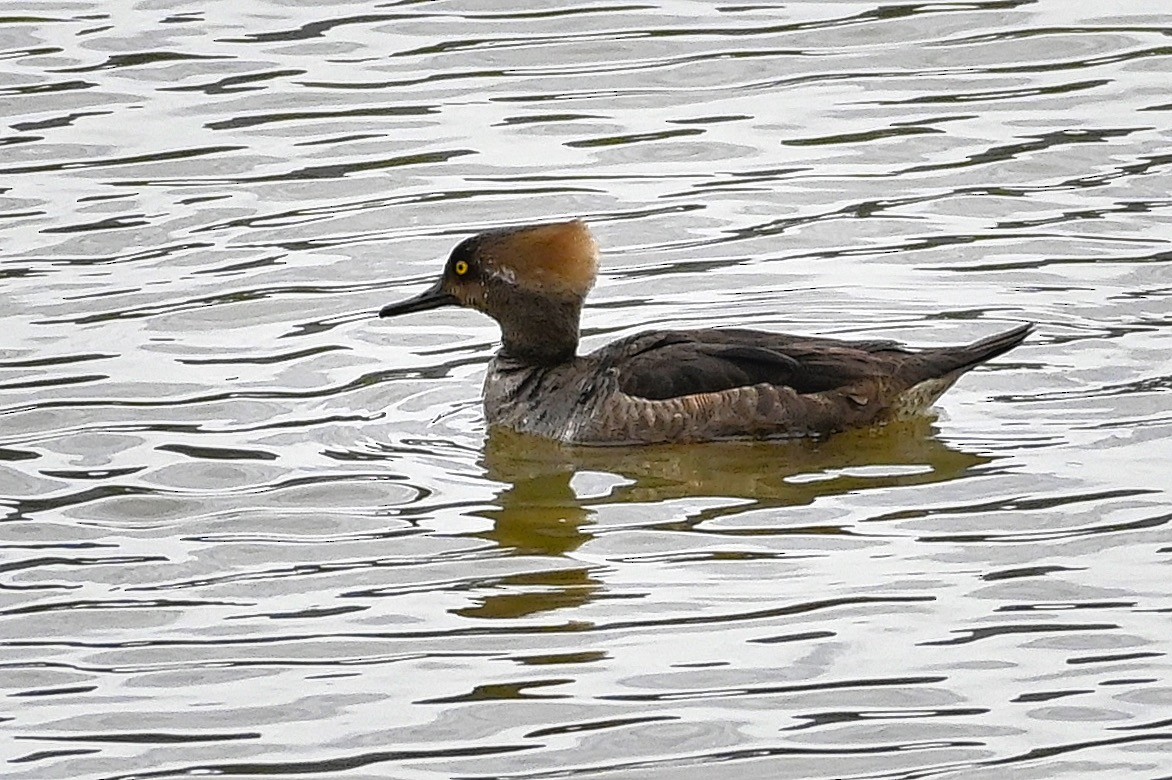 Hooded Merganser - Roger Beardmore