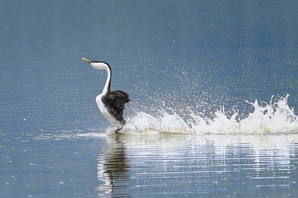 Western Grebe - Roger Beardmore