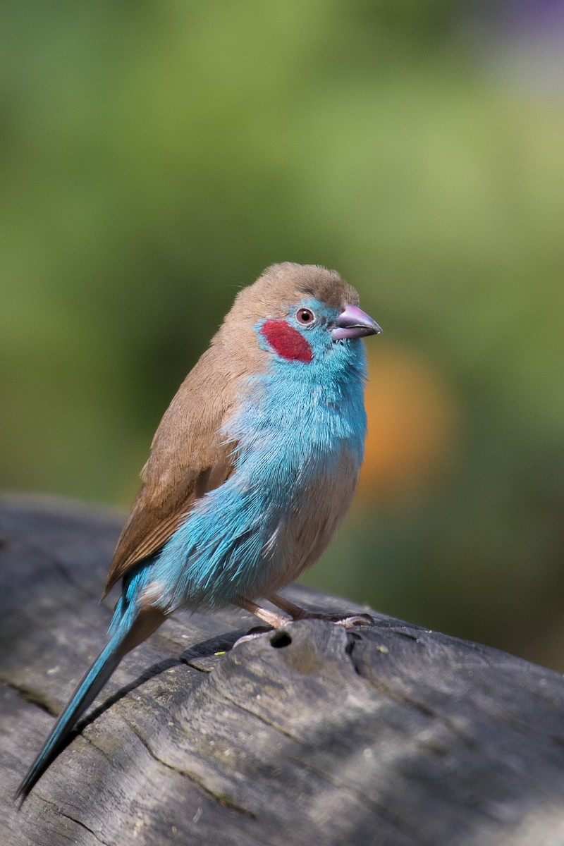 Red-cheeked Cordonbleu - John Jackson