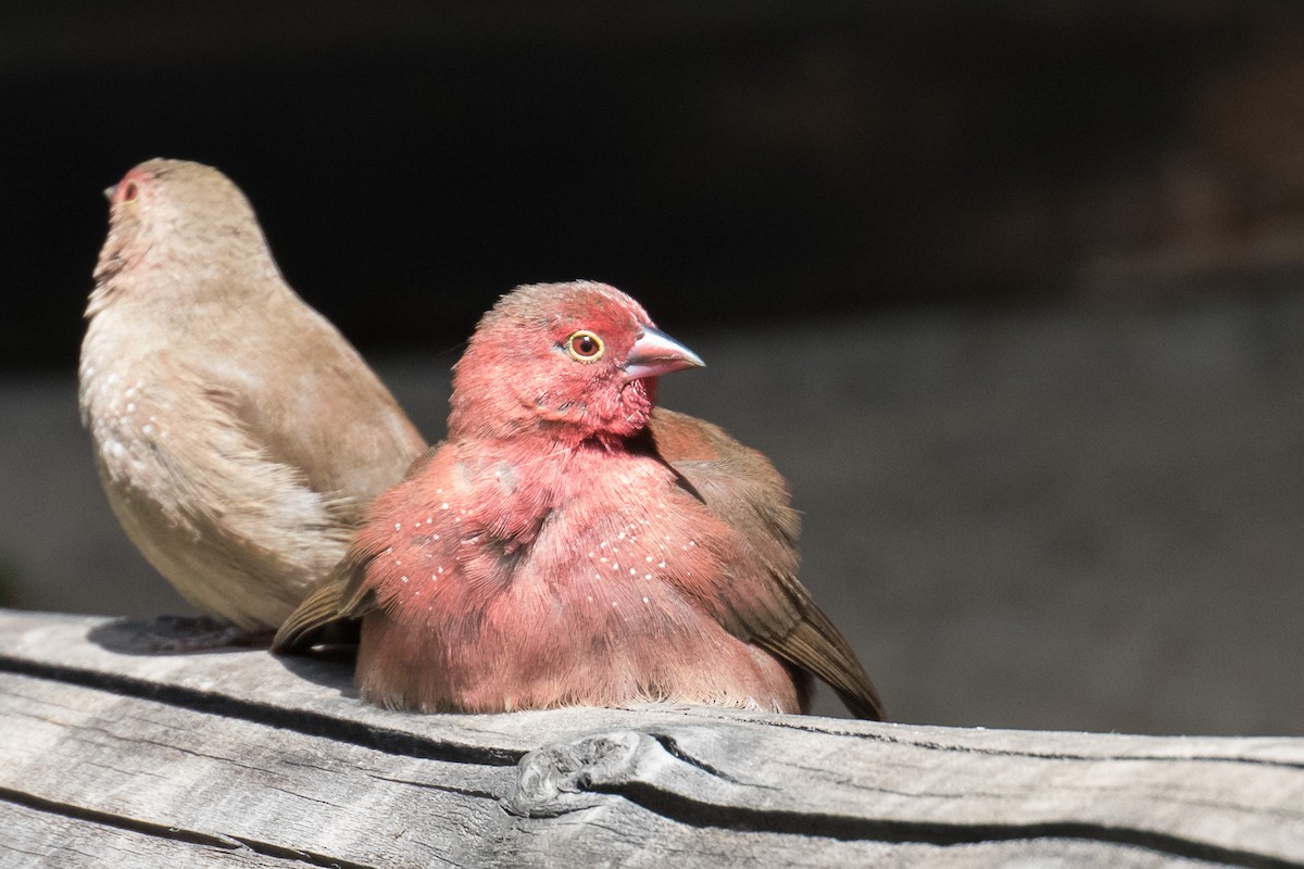 Red-billed Firefinch - ML333675671