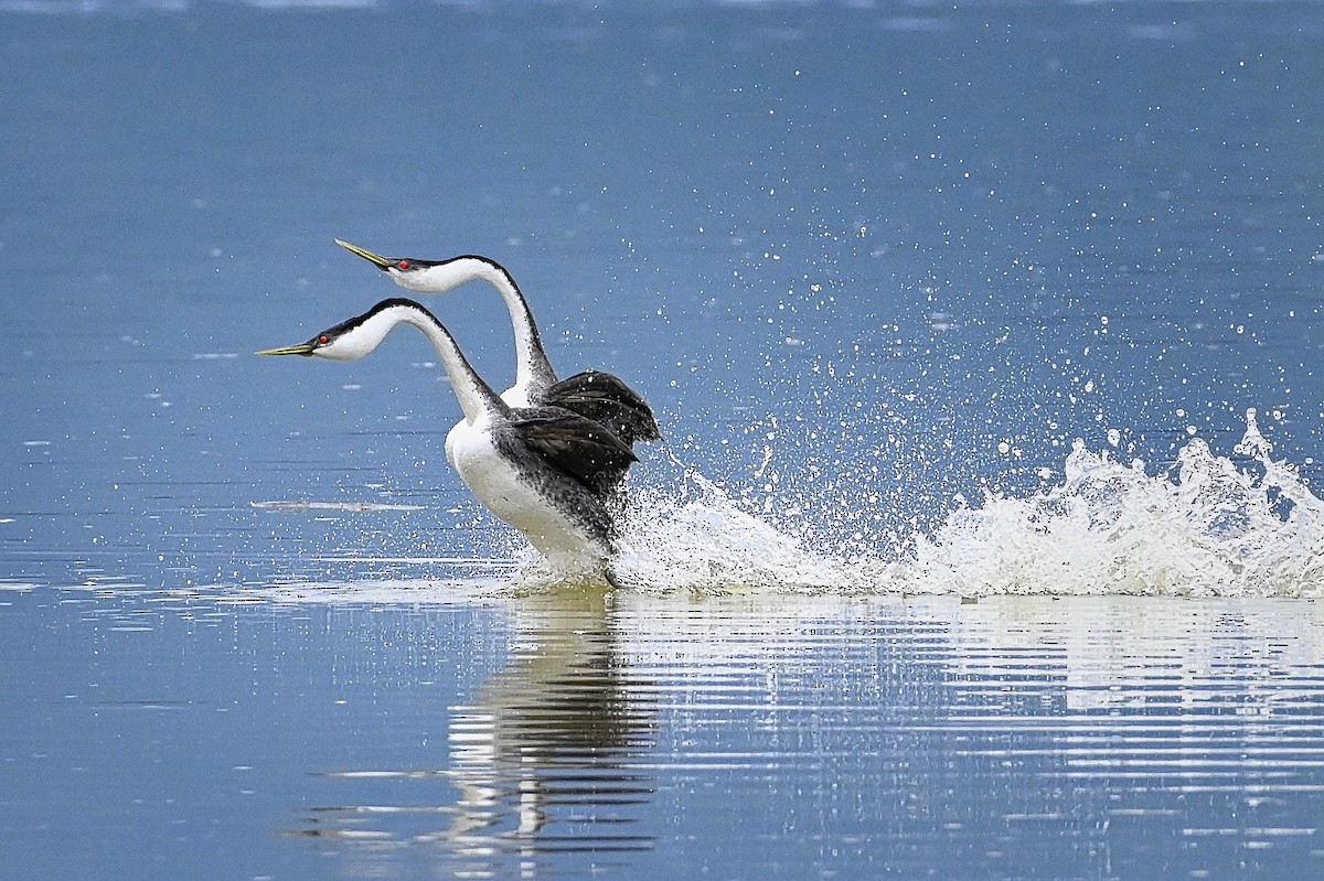 Western Grebe - ML333675771