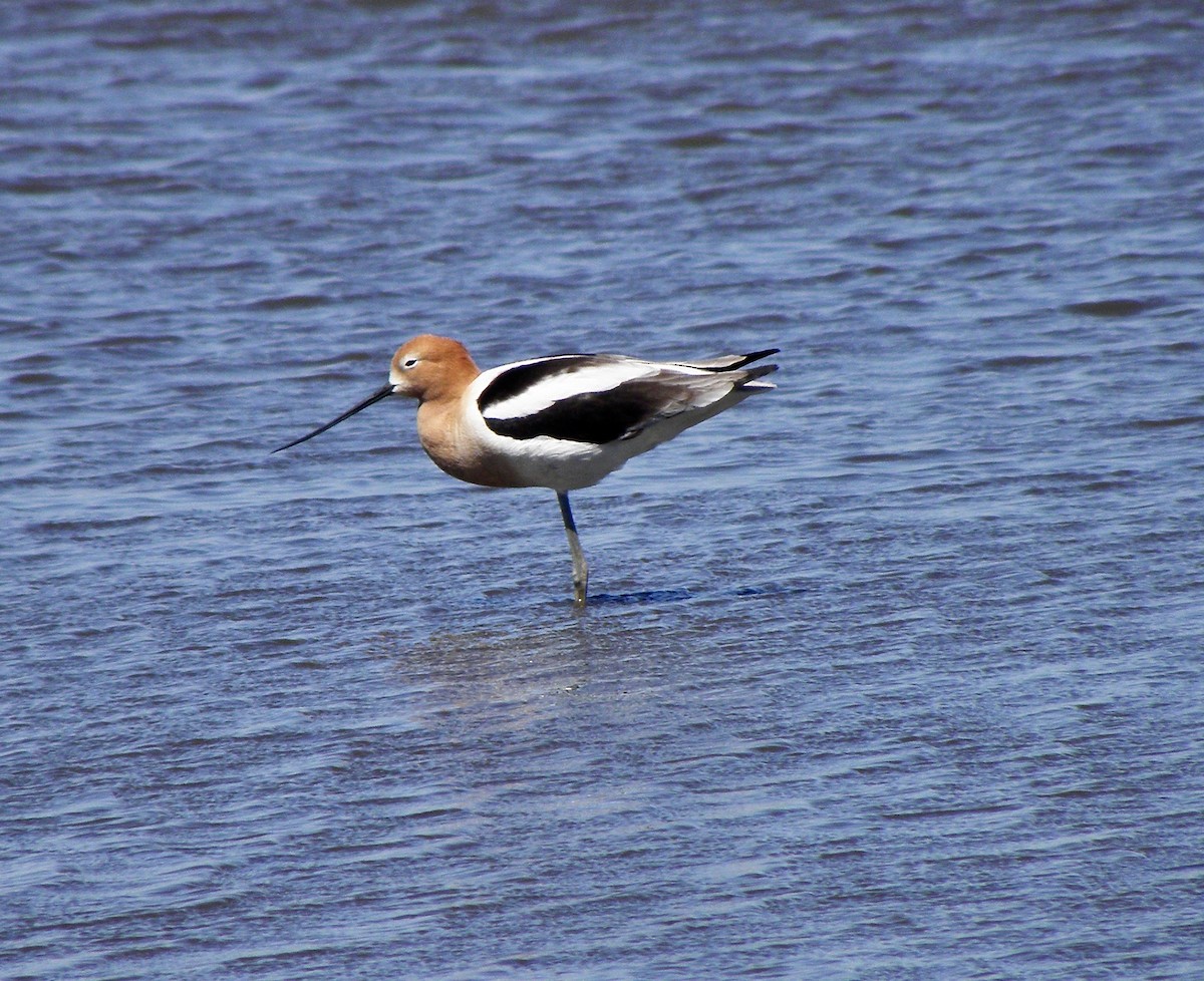 American Avocet - Andrew Hodge