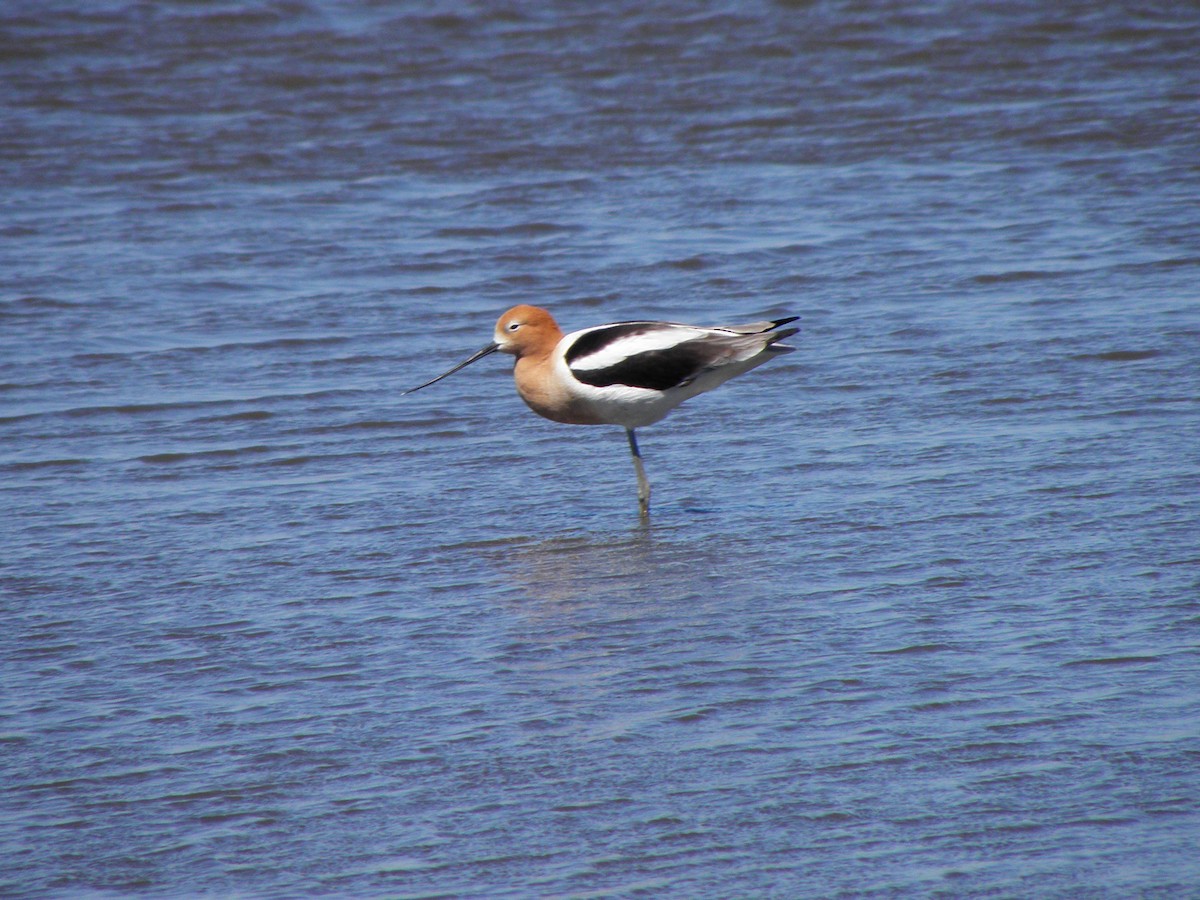 American Avocet - ML333675941