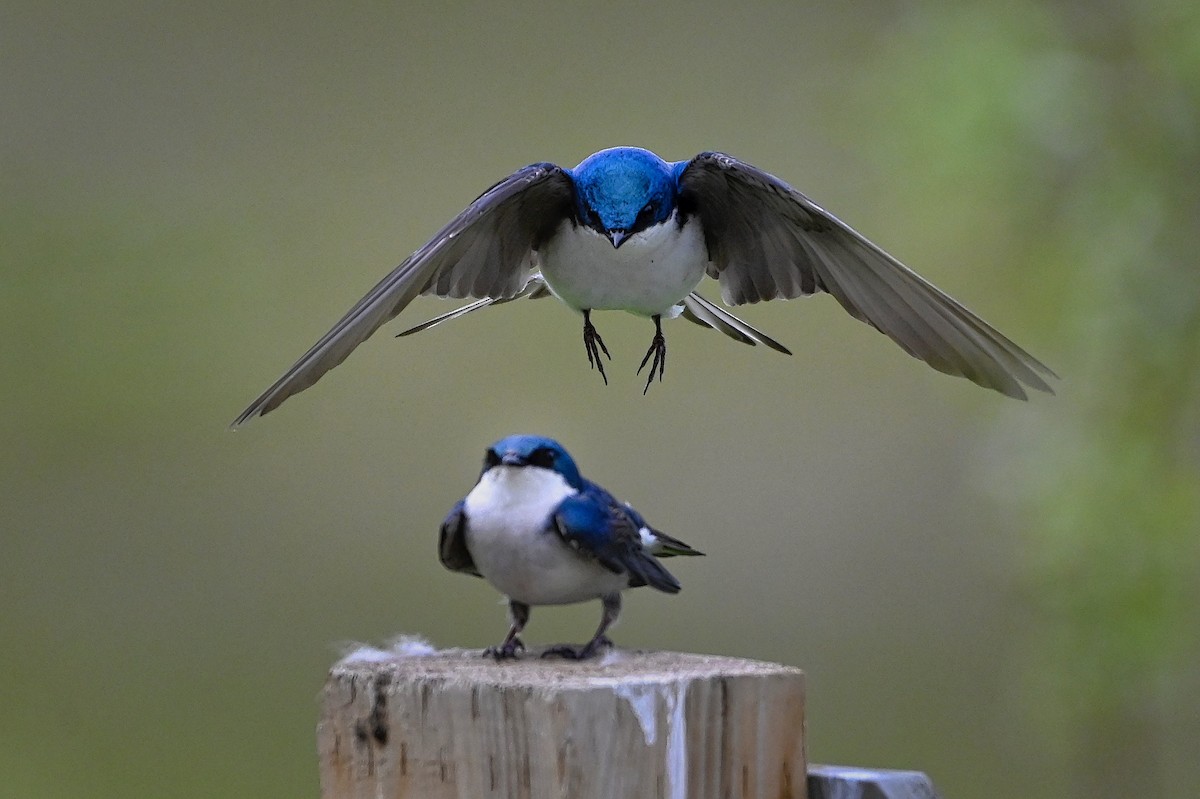 Tree Swallow - ML333676281