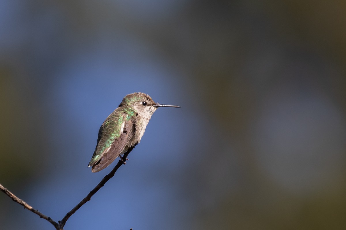 Anna's Hummingbird - Aaron Gomperts
